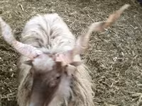 Schaf, Racka sheep — Foto 8