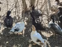 Ducks — الصورة 5