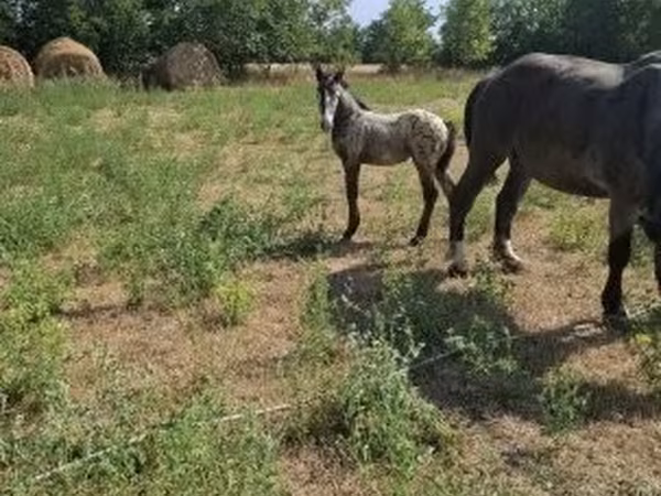 Cavalo, Lipizzaner — Hungria