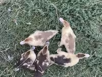 Ducks — 1-сурет