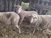 母羊, Sheep — 照片 4