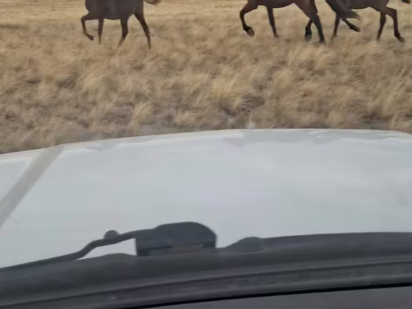 Бие, Kazakh horse