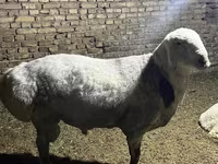 Kos, Afghan Arabi sheep — 6. fotó