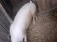 Eber, Schweine — Foto 1