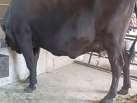 Vaca, Ganado vacuno — foto 6
