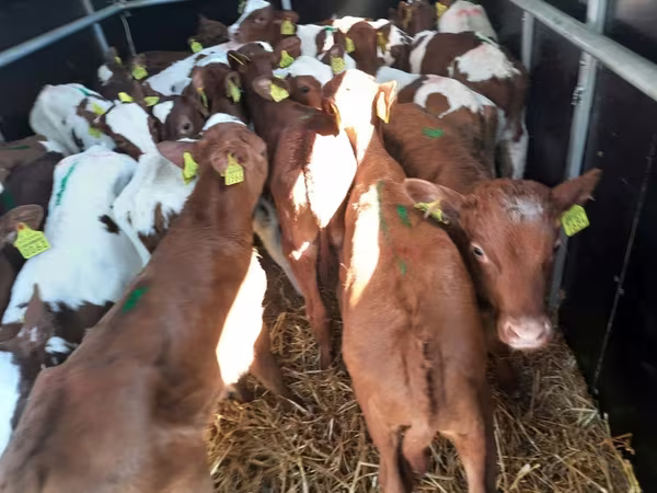 Bika, Simmental cattle