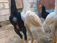 Chickens — 照片 4