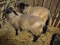 公羊, White Suffolk sheep — 照片 3