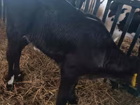 母牛, Limousin cow — 照片 1