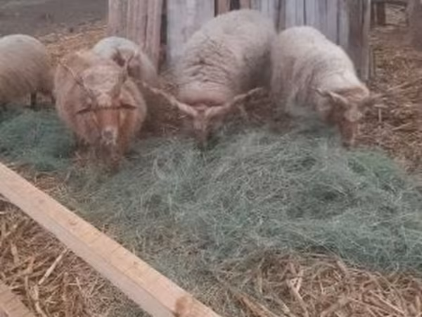 Kos, Racka sheep — Magyarország