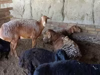 Qoyunlar (partiya, cinsi göstərilməyib), Qoyunlar — foto 8