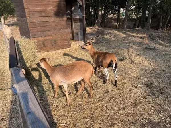 Koza, Kozy — Maďarsko