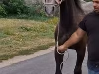 Caballo, Lipizzaner — foto 4
