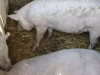 母猪, Pigs — 照片 7