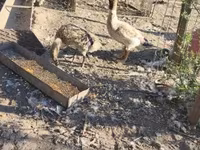 إنديان رانر — الصورة 1