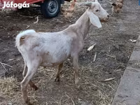 公山羊, Nubian Goat — 照片 2