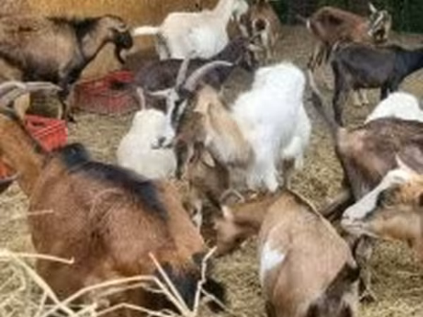 母山羊, Alpine goat