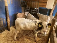 公牛, Belgian Blue — 照片 1