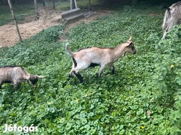 公山羊, Goats — 匈牙利