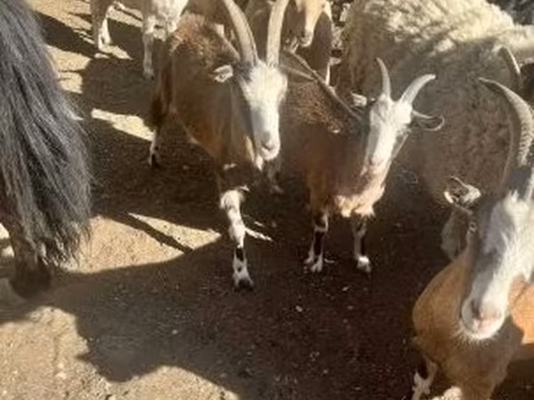Ziege, Ziegen — Ungarn