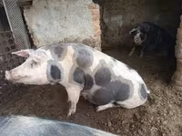 Boar, Pigs — photo 3