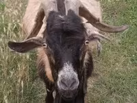 公山羊, Saanen goat — 照片 1