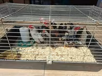 Dutch Bantam — foto 3