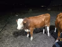 Taureau, Swiss cattle — photo 2