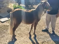 公马, Shetland Pony — 照片 2