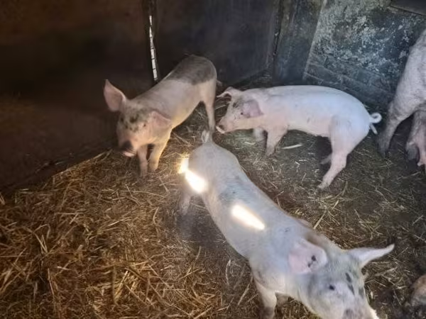Säue, Schweine — Ungarn
