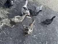 Ducks — الصورة 8