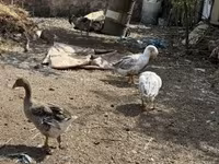 Geese — الصورة 2