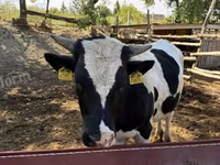 Bulle, Holstein-Rasse — Foto 1