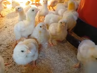 Chickens — foto 2