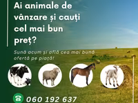 Tehén, Afrikai bivaly — 2. fotó