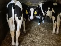 公牛, Holstein breed — 照片 4