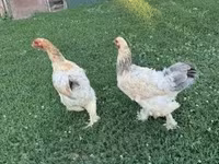 Chickens — zdjęcie 2
