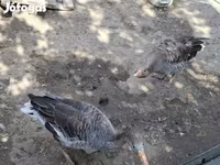 Geese — الصورة 1