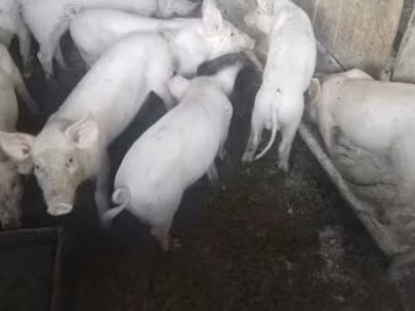 Pigs (batch, sex not specified), Pigs — Hungary