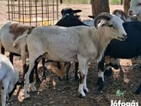 Oveja, Cameroon sheep — foto 8