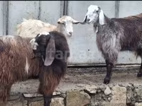 Cabras (lote, sexo no especificado), Cabras — foto 5