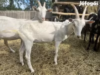 Bak, Saanen goat — 8. fotó