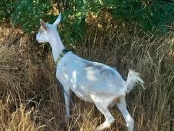 Коза, Зааненская коза — Венгрия