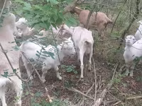 Nőstény kecske, Nubian Goat — 1. fotó