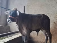 Toro, Brahman — foto 4