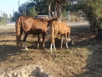 घोड़ी, घोड़े — फ़ोटो 2