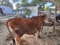Cow, Limousin cow — photo 5