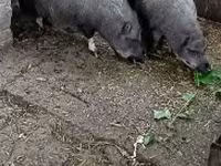 Säue, Вьетнамская вислобрюхая — Foto 3
