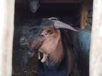 Kozel, Nubian Goat — foto 6