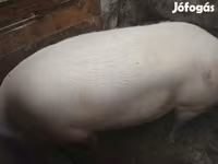 Sow, Pigs — photo 2